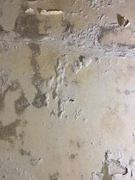 Professional Mold Remediation in Flanders, NJ