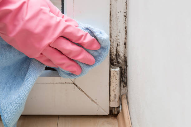 Best Residential Mold Remediation in Flanders, NJ