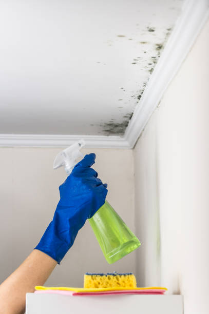 Best Insurance-Related Mold Remediation in Flanders, NJ