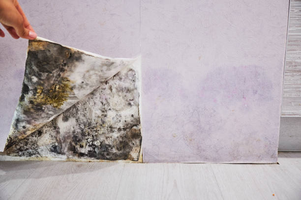 Best Mold Remediation for Specific Building Types in Flanders, NJ